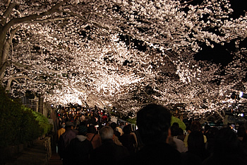 夜桜通り抜け
