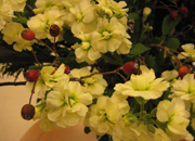 今週のお花