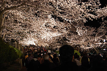 夜桜通り抜け