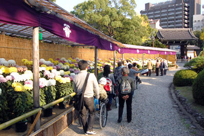 相楽園　菊花展