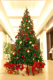 クリスマスツリー登場