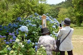 あじさい散策会