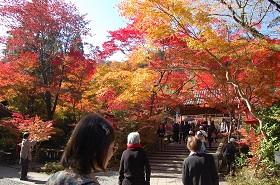 日帰り紅葉バスツアー　in亀岡