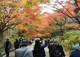 紅葉散策会
