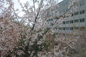 裏山の山桜
