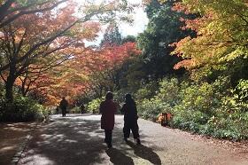 紅葉散策会